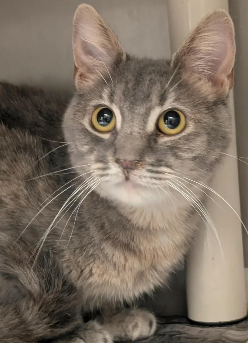 A young large-sized female Dilute Tortoiseshell Domestic Short Hair cat named Zig for adoption in Springfield, IL