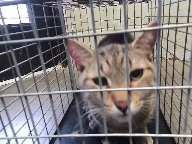 An adult large-sized male Domestic Short Hair cat named Raiin for adoption in Tulsa, OK