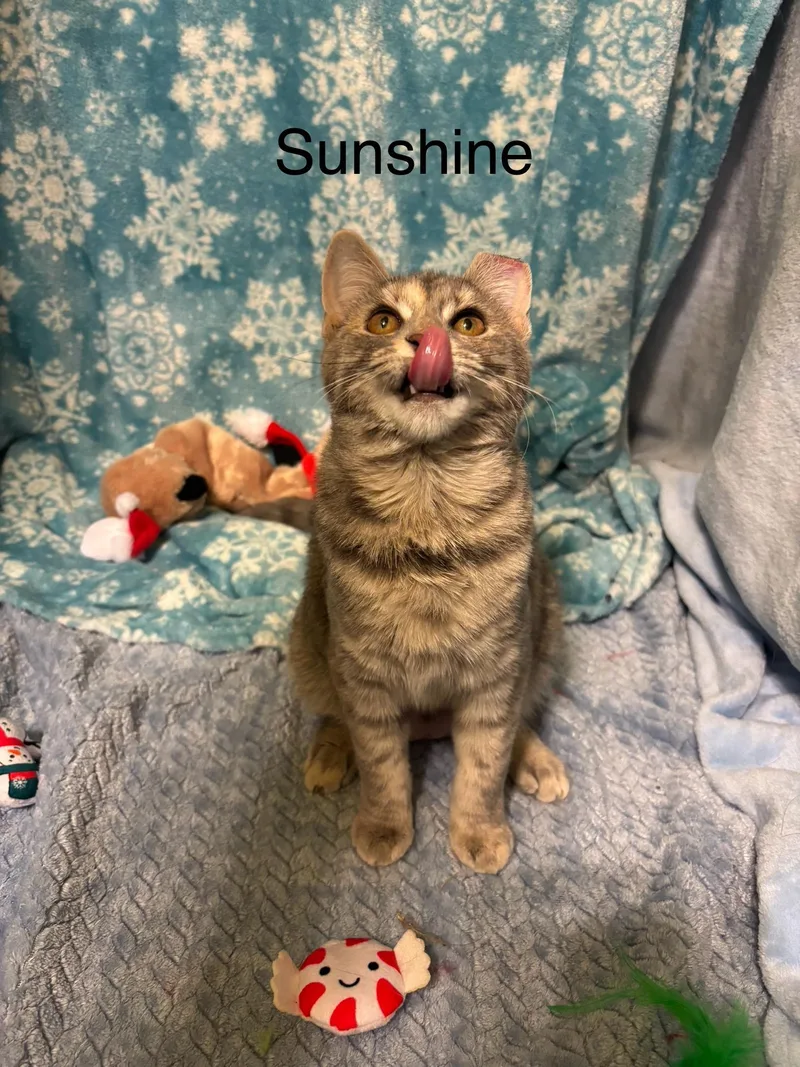 An adult medium-sized female Dilute Calico Domestic Short Hair cat named Momma Sunbeam & Sunshine for adoption