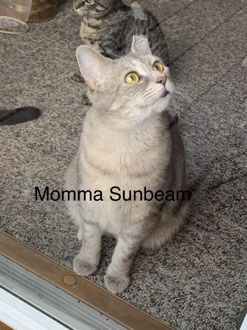 Momma Sunbeam & Sunshine thumbnail 2