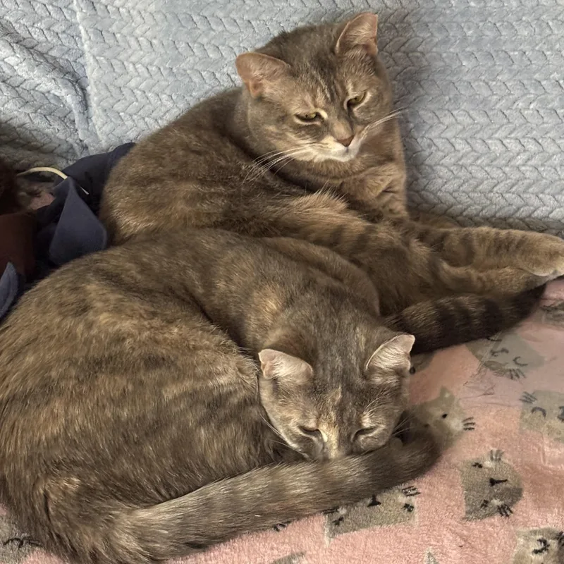 Momma Sunbeam & Sunshine thumbnail 4