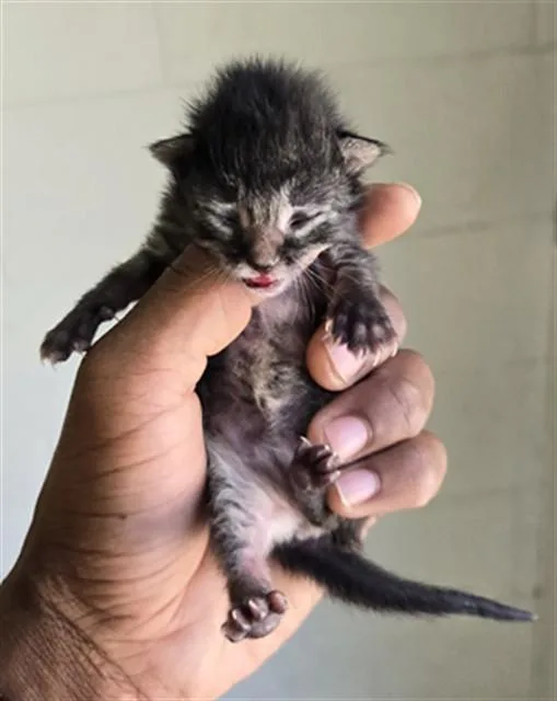 A baby small-sized female Domestic Short Hair cat named Jill for adoption in Santa Maria, CA