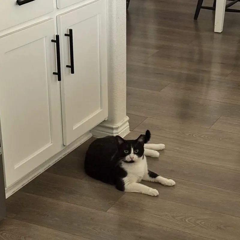 An adult medium-sized female Domestic Short Hair cat named Scuba for adoption in Anna, TX