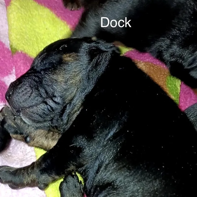 Dock thumbnail 2
