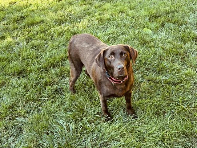 A young large-sized female Brown / Chocolate Labrador Retriever dog named Candy for adoption in Indianapolis, IN