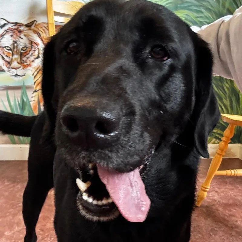 An adult medium-sized female Black Labrador Retriever dog named Nola for adoption in Huntsville, AL