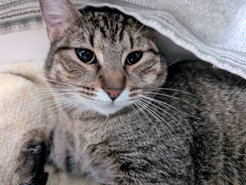An adult medium-sized male Tabby (Buff / Tan / Fawn) Tabby cat named Bowie for adoption in Pearland, TX