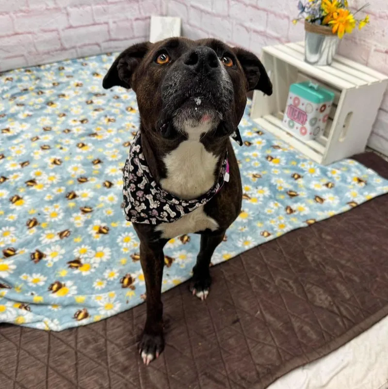 An adult medium-sized female Mixed Breed dog named Jannis for adoption in Detroit, MI