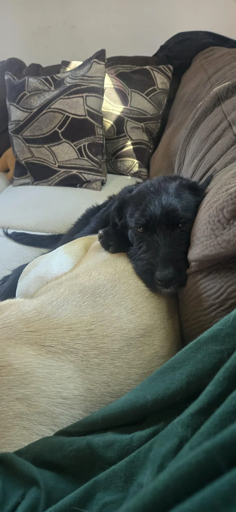 Silly Tilly thumbnail 2