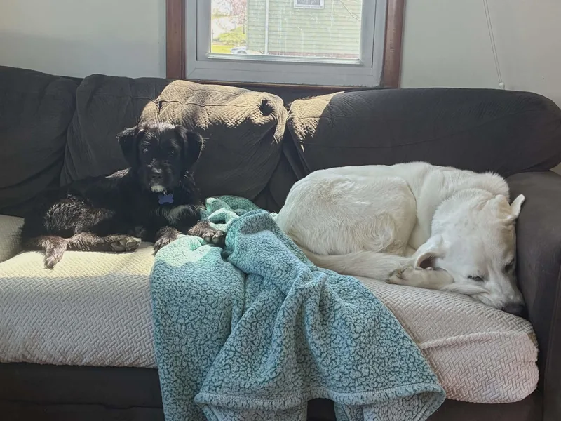 Silly Tilly thumbnail 3