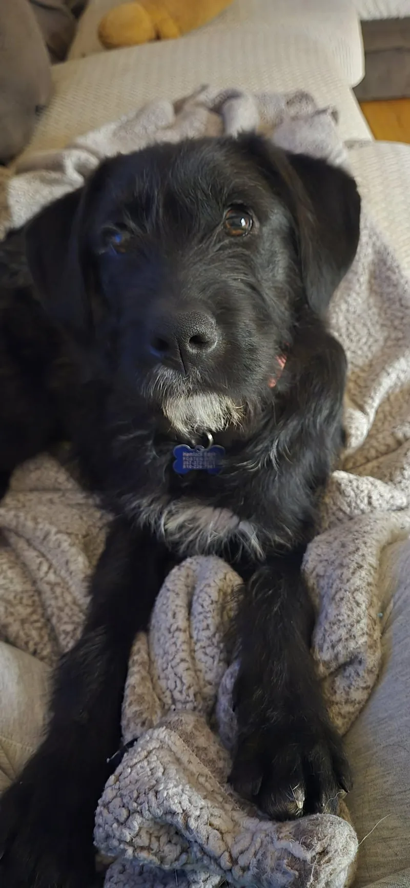 Silly Tilly thumbnail 4