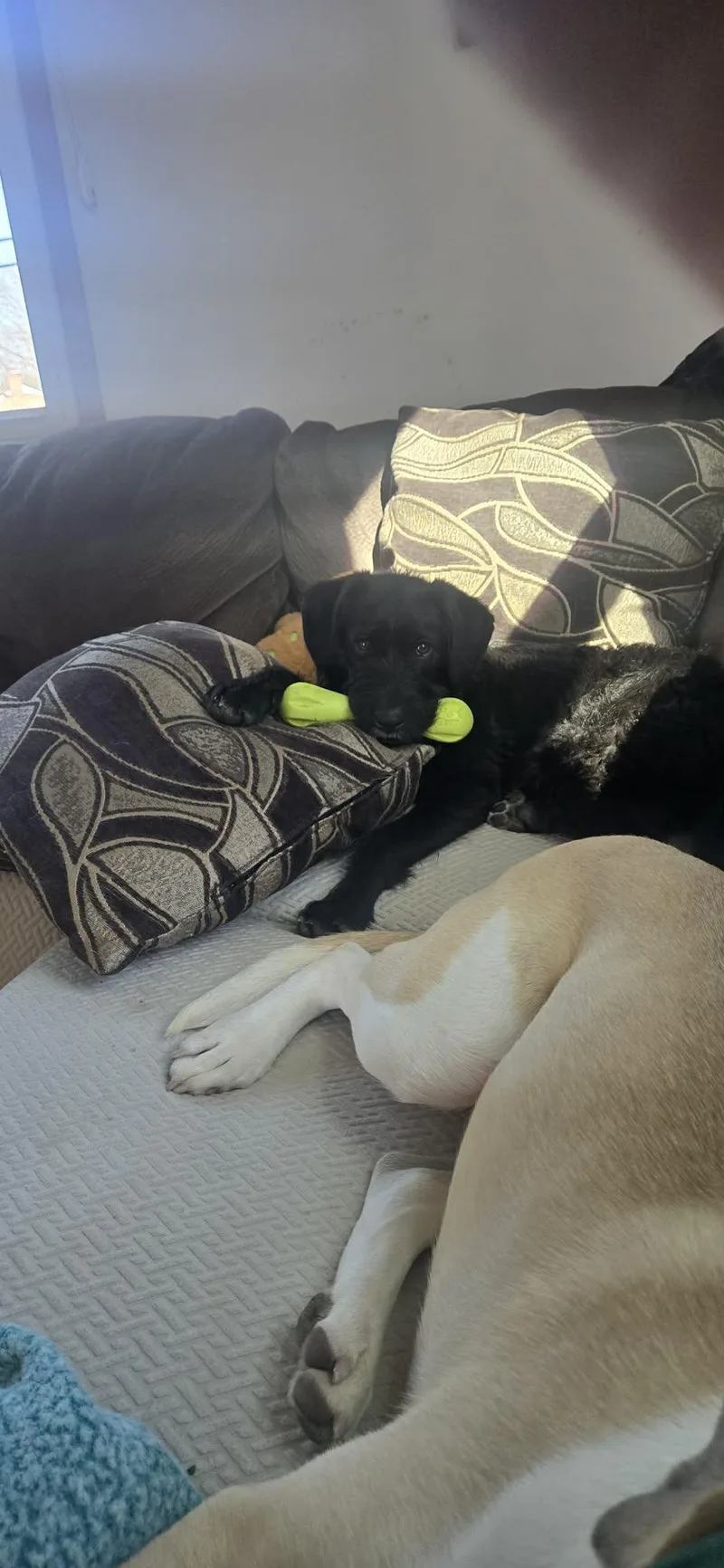 Silly Tilly thumbnail 6