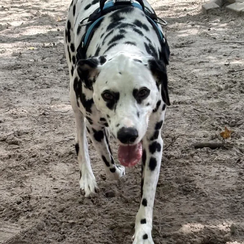 An adult large-sized male White / Cream Dalmatian dog named Caleb for adoption in Middleburg, FL