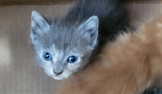 A baby medium-sized female Domestic Medium Hair cat named Libra for adoption in Dallas, TX