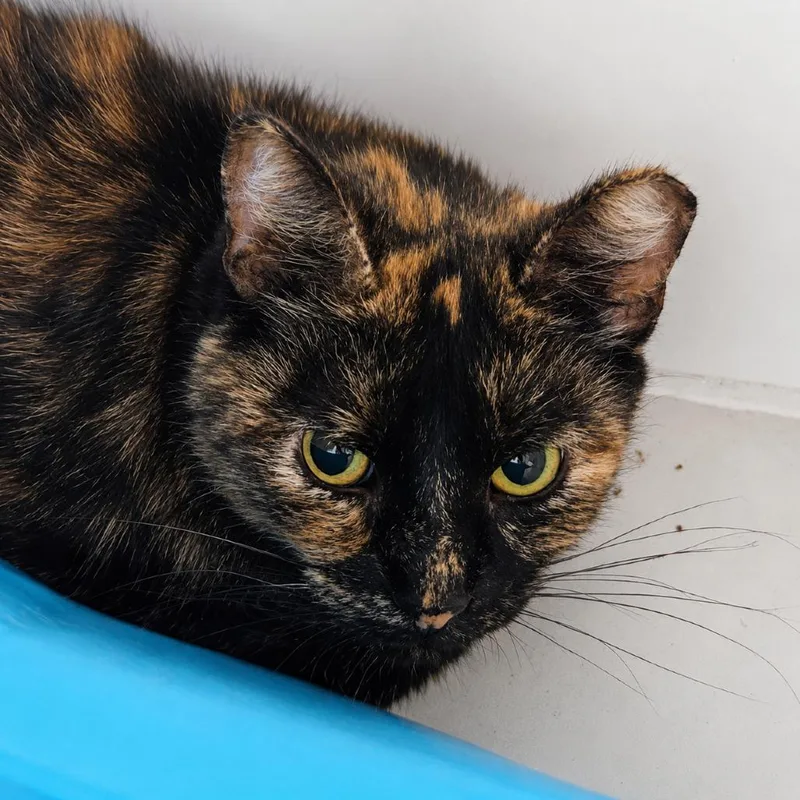 A senior medium-sized female Tortoiseshell Domestic Short Hair cat named Nefertiti for adoption in Brighton, MO