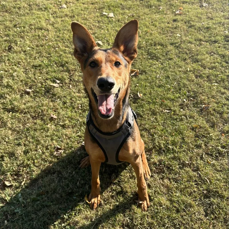 An adult medium-sized female Red / Chestnut / Orange Mixed Breed dog named Arrow for adoption in Auburn, AL