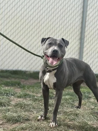 An adult large-sized female Pit Bull Terrier dog named Tina for adoption in Spanish Fork, UT