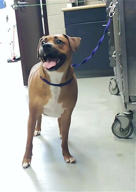 A young medium-sized male Boxer dog named Jedi for adoption in Fayetteville, NC