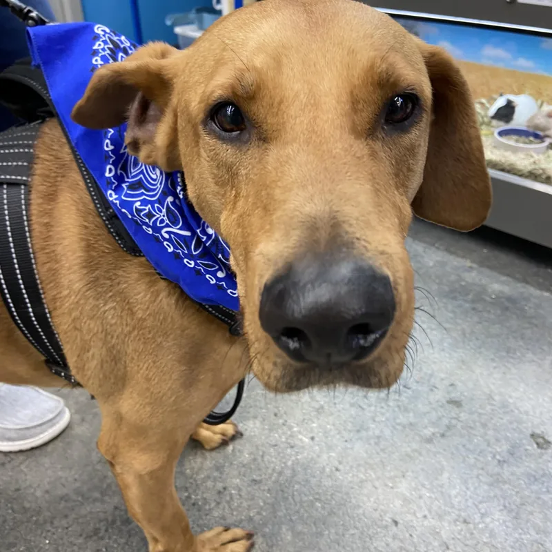 An adult large-sized male Rhodesian Ridgeback dog named Sammy for adoption in Virginia Beach, VA