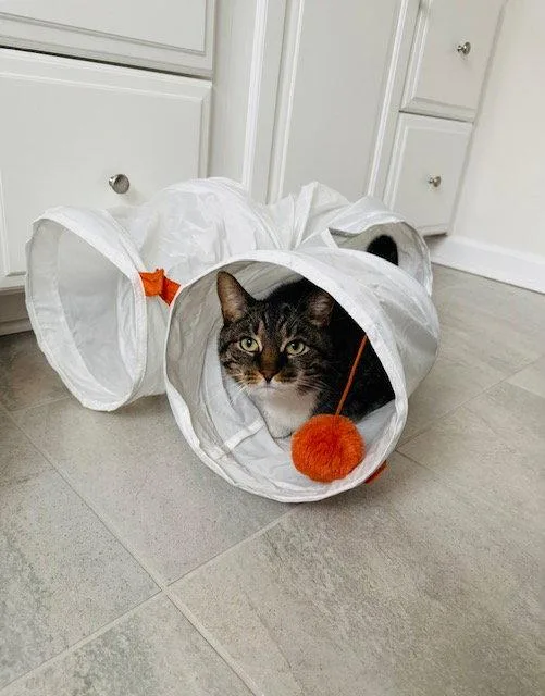 An adult large-sized female Tabby cat named Lucy for adoption in Locust Grove, VA