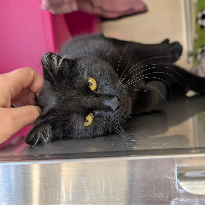 An adult small-sized female Black Domestic Short Hair cat named Mildred for adoption in Jefferson, WI