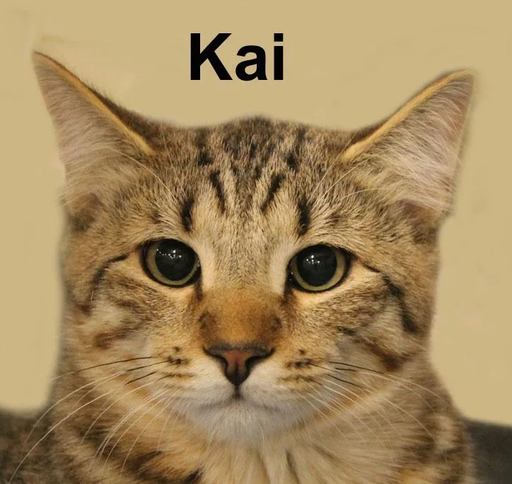 Kai Dri. thumbnail 2