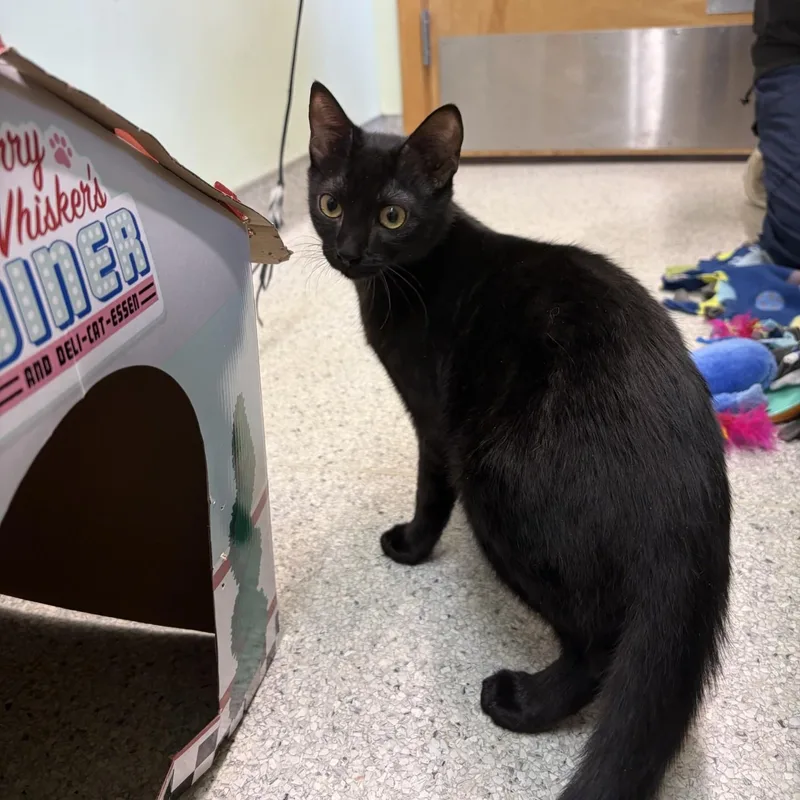 Rougefort thumbnail 2