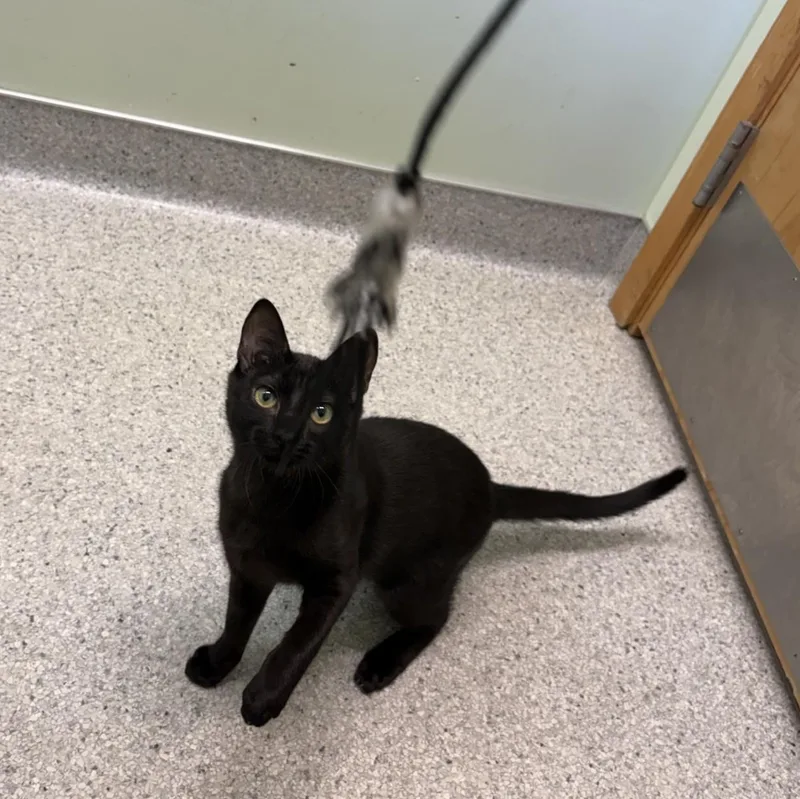 Rougefort thumbnail 3