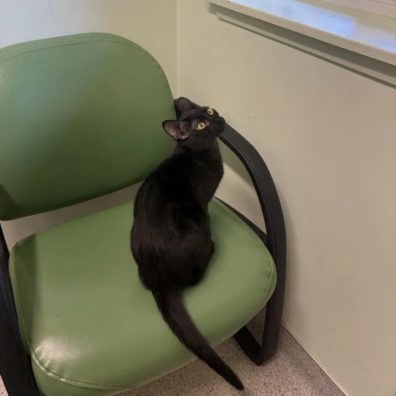 A baby medium-sized male Black Domestic Short Hair cat named Rougefort for adoption in Kent, WA