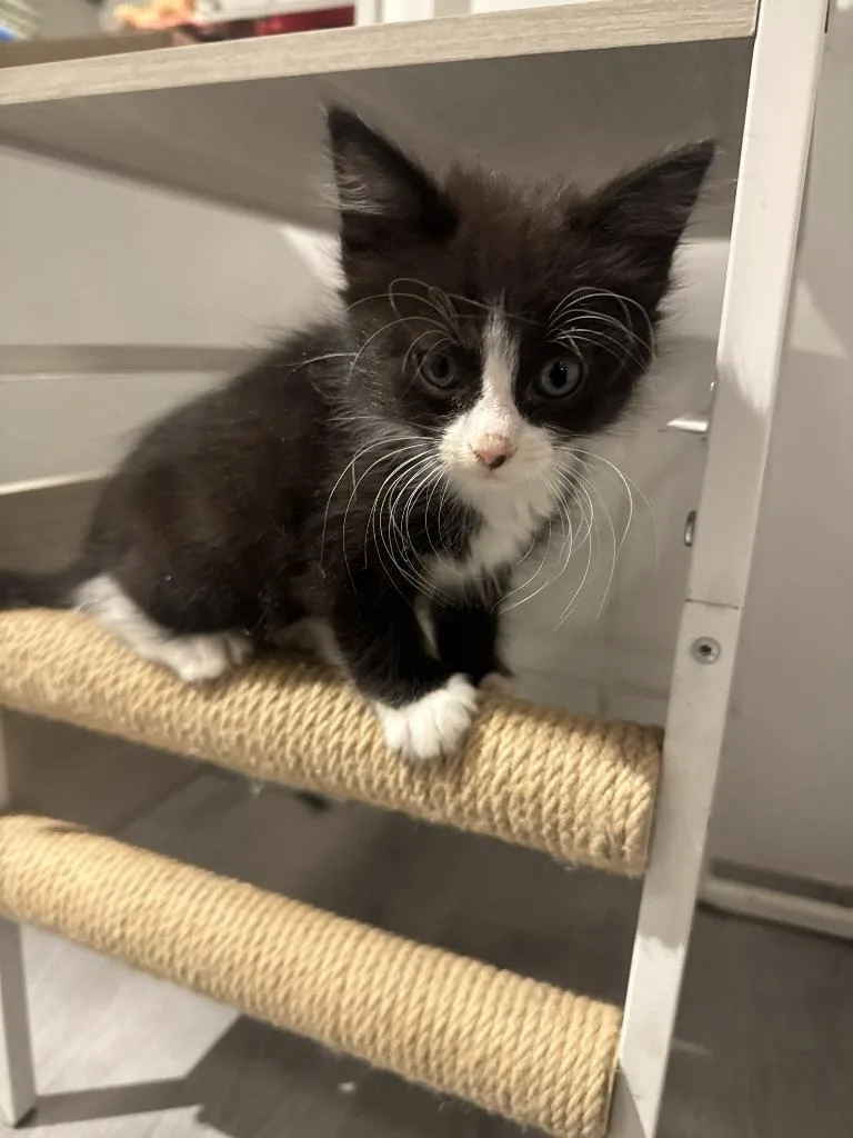 A baby medium-sized female Domestic Short Hair cat named Blossom for adoption in St. Cloud, MN