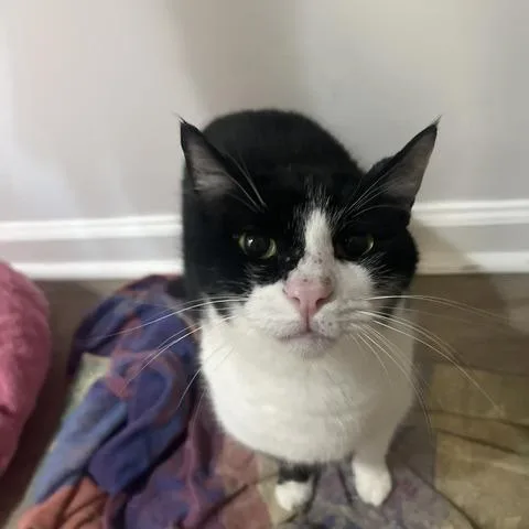 An adult large-sized male Black Domestic Short Hair cat named Prancer for adoption in Marietta, GA