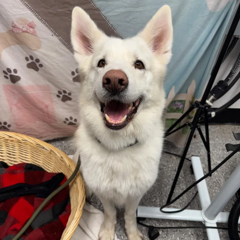 An adult large-sized male White / Cream Husky dog named Leo for adoption in Henderson, NV