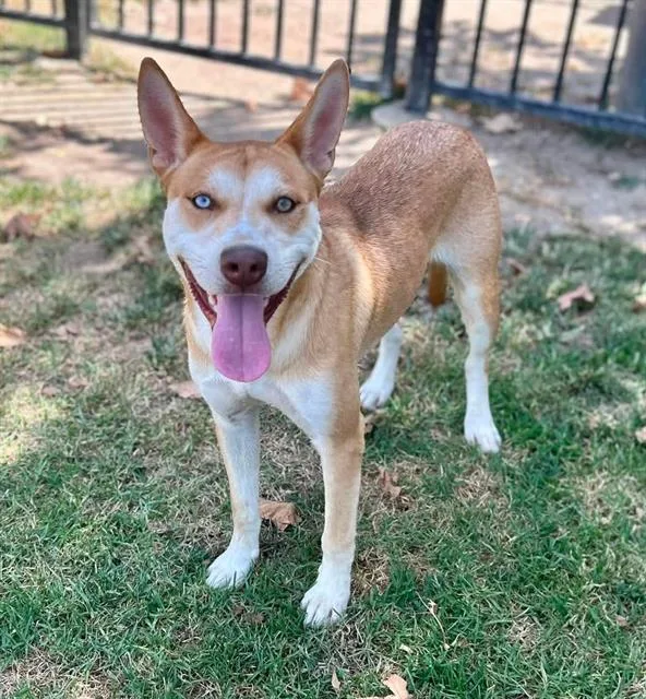 A young medium-sized male Siberian Husky dog named James for adoption in Riverside, CA
