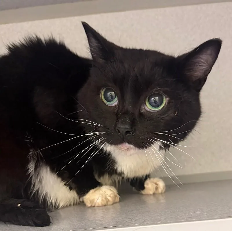 An adult medium-sized male Black Domestic Short Hair cat named Bob for adoption in Osseo, MI