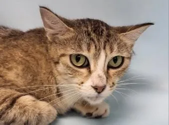 An adult small-sized female Domestic Short Hair cat named Windy for adoption in Golden Valley, MN