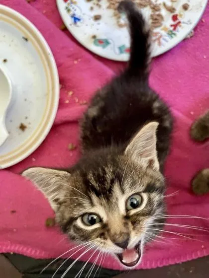 A young medium-sized female Domestic Medium Hair cat named Michelle for adoption in Baltimore, MD