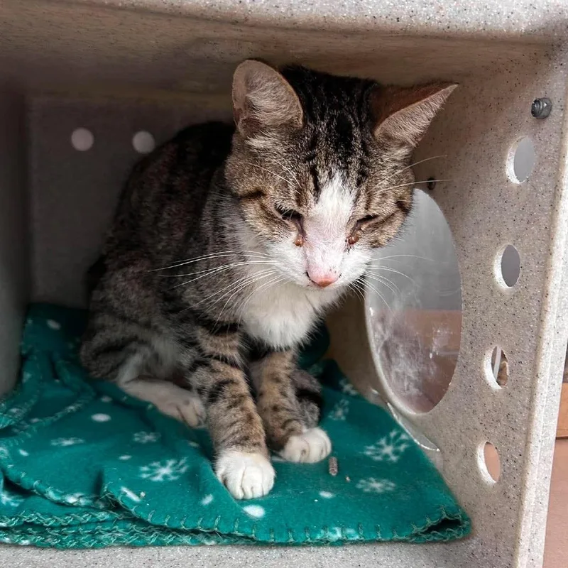 A senior medium-sized male Black Domestic Short Hair cat named Glitters for adoption in Bastrop, TX