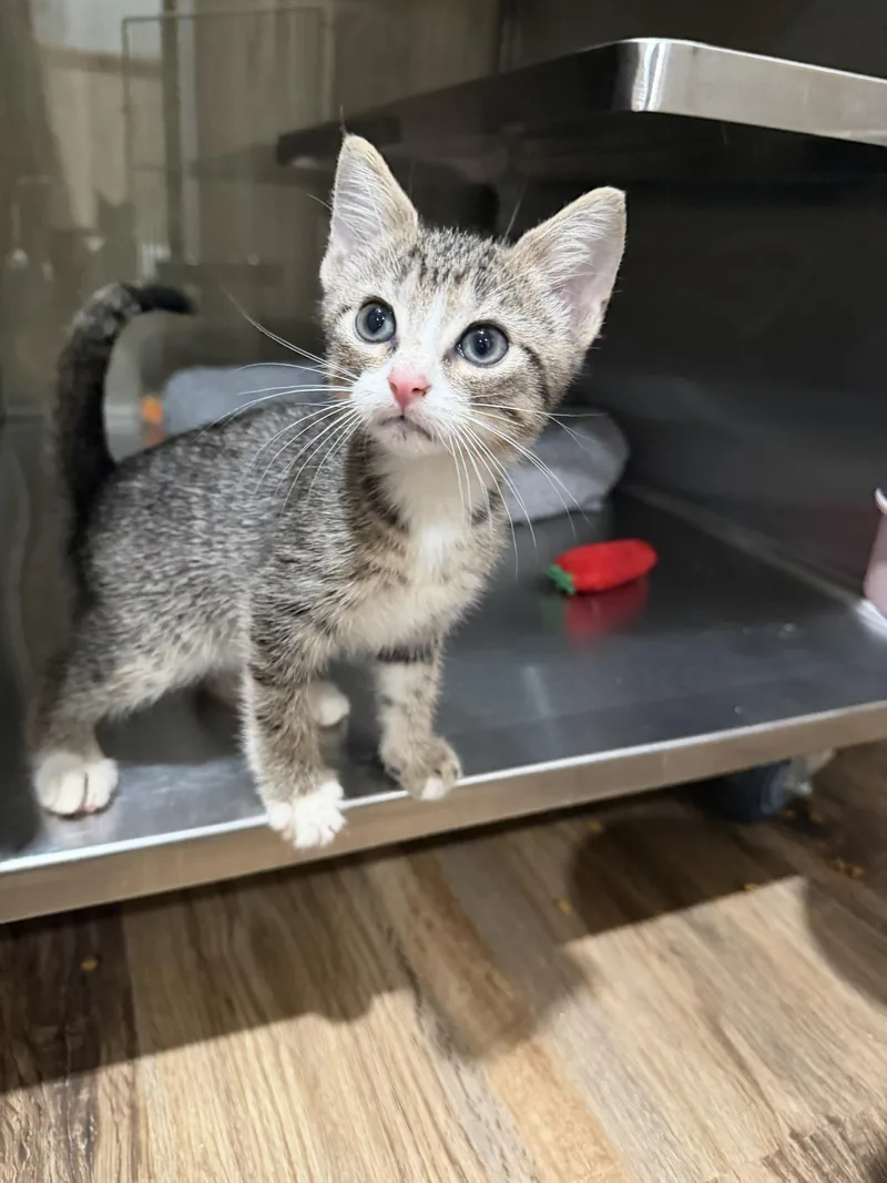 A baby small-sized male Tabby (Buff / Tan / Fawn) Domestic Short Hair cat named Moe for adoption in Bryson City, NC
