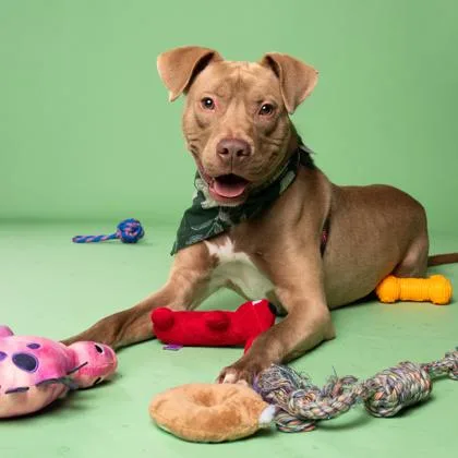 An adult medium-sized male Pit Bull Terrier dog named Culpepper for adoption in Atlanta, GA