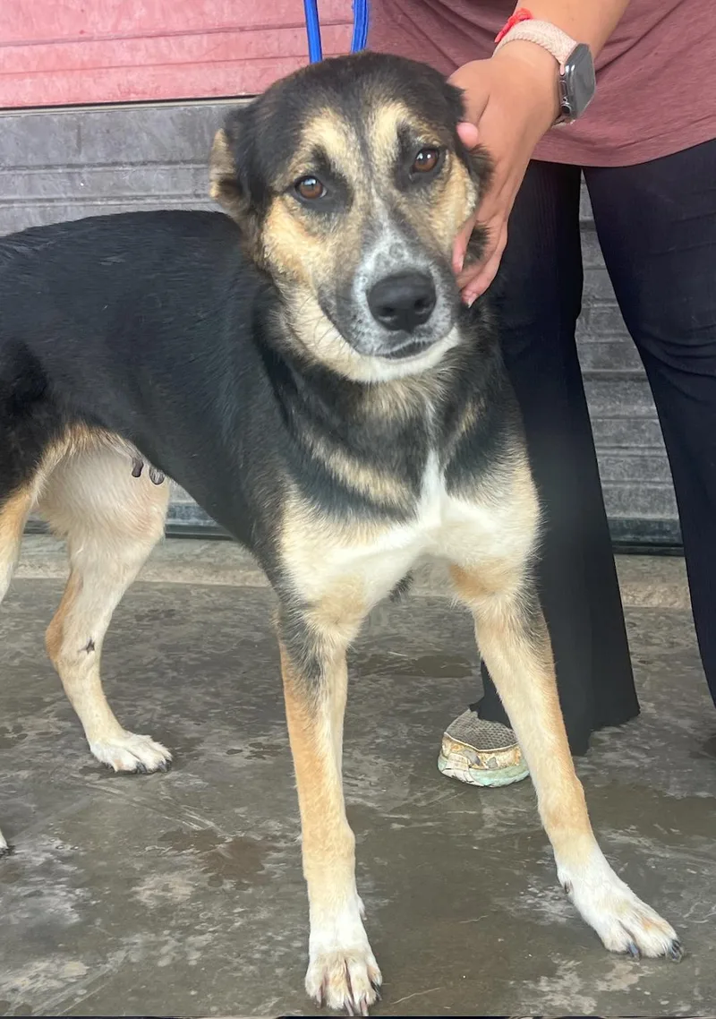 An adult medium-sized female Black German Shepherd Dog dog named Aggie for adoption in Houston, TX