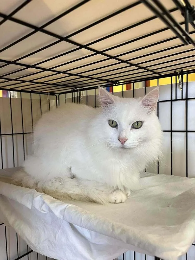 An adult medium-sized male Domestic Long Hair cat named Dapperling for adoption in Candler, NC