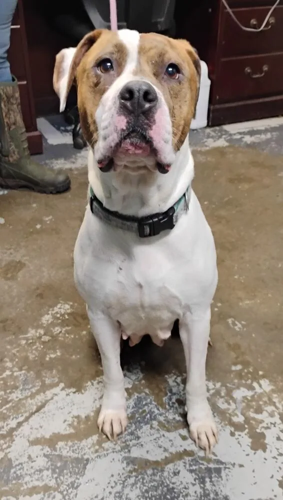 An adult large-sized female Pit Bull Terrier dog named Princess for adoption in New Lexington, OH