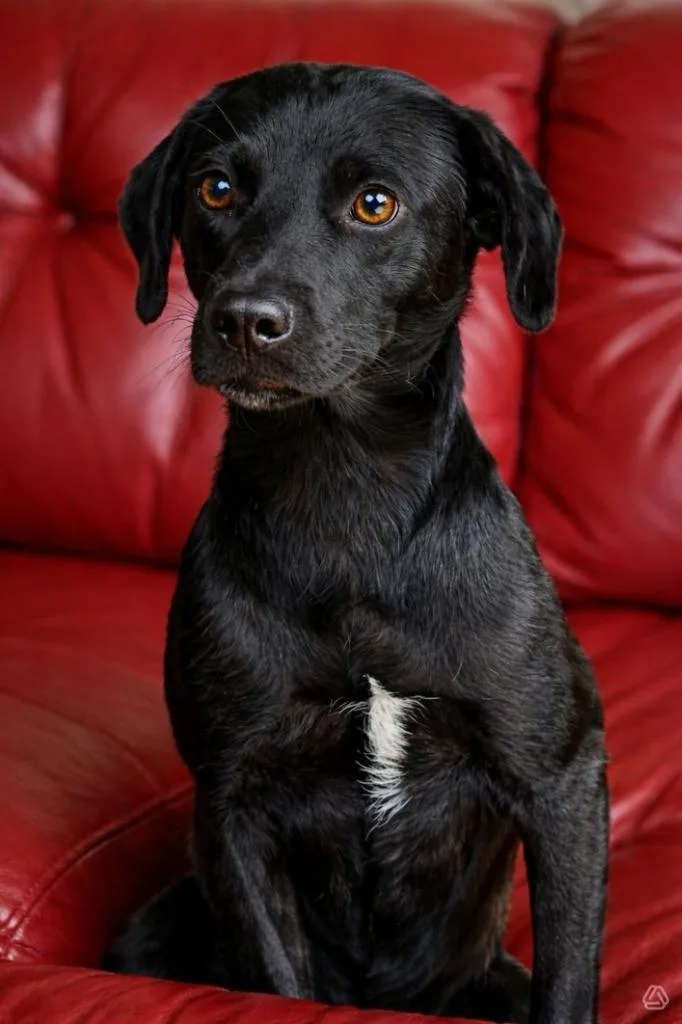 A baby medium-sized male Labrador Retriever dog named Remmington for adoption in El Dorado, AR