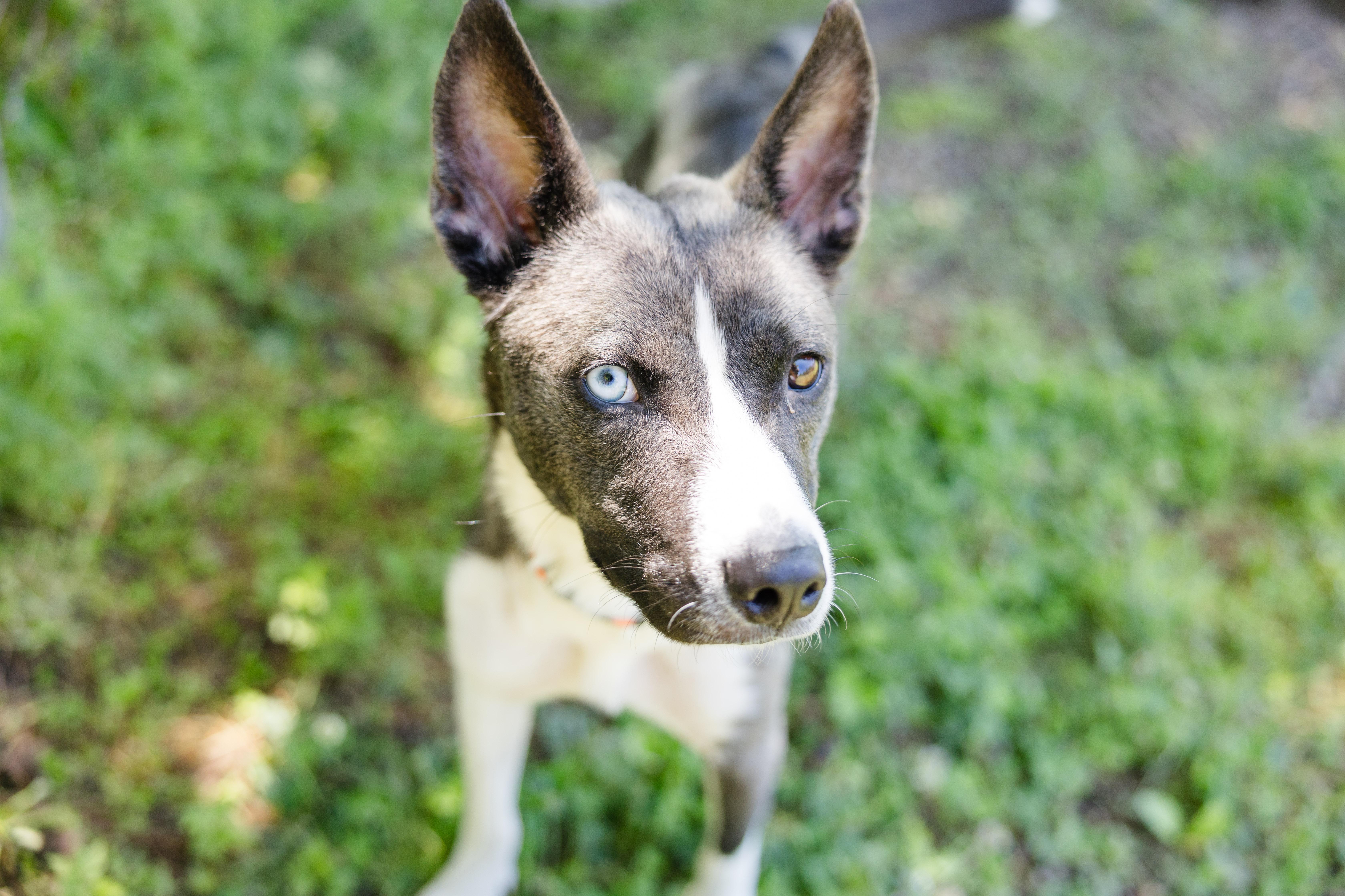 An adult medium-sized female Husky dog named Pearly for adoption in Newburgh, IN