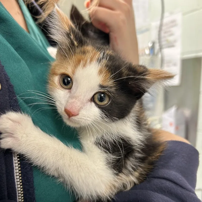 A baby small-sized female Calico Domestic Short Hair cat named Madame Zeroni for adoption in Waukesha, WI