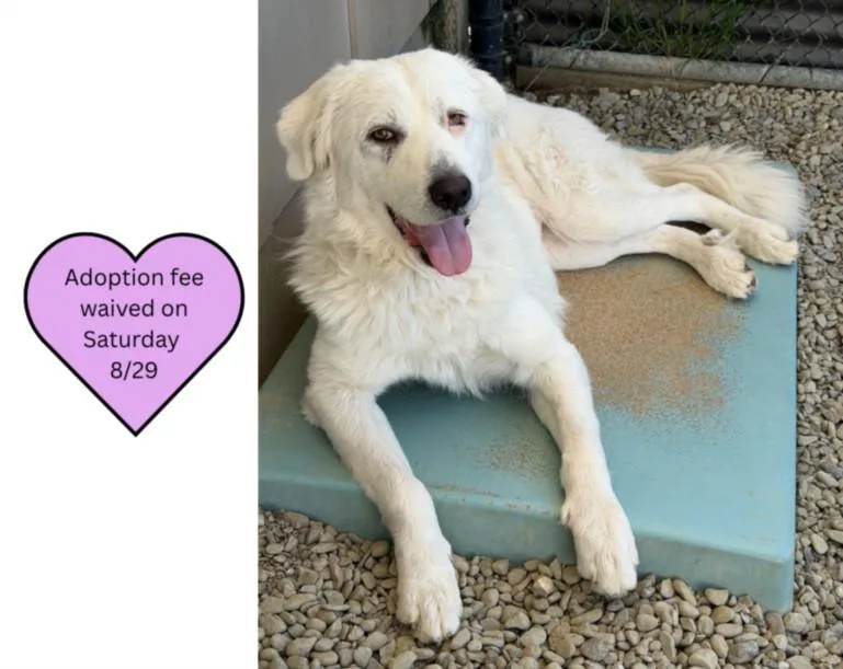 A young extra large-sized female Great Pyrenees dog named Maya for adoption in Santa Cruz, CA