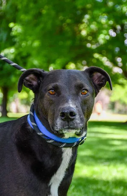 An adult large-sized male Labrador Retriever dog named Nick for adoption in Yakima, WA