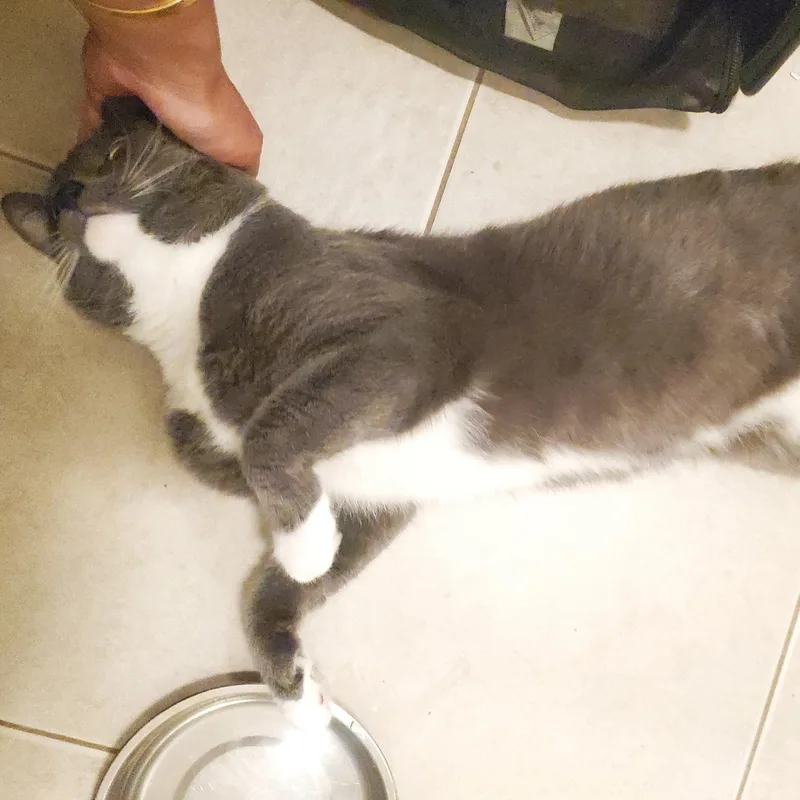 A young medium-sized male Gray & White Domestic Short Hair cat named Salem for adoption in Chicago, IL