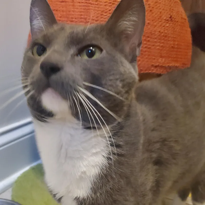 Salem thumbnail 4