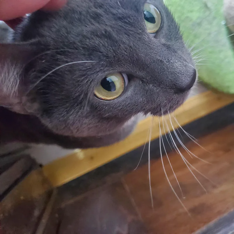 Salem thumbnail 6